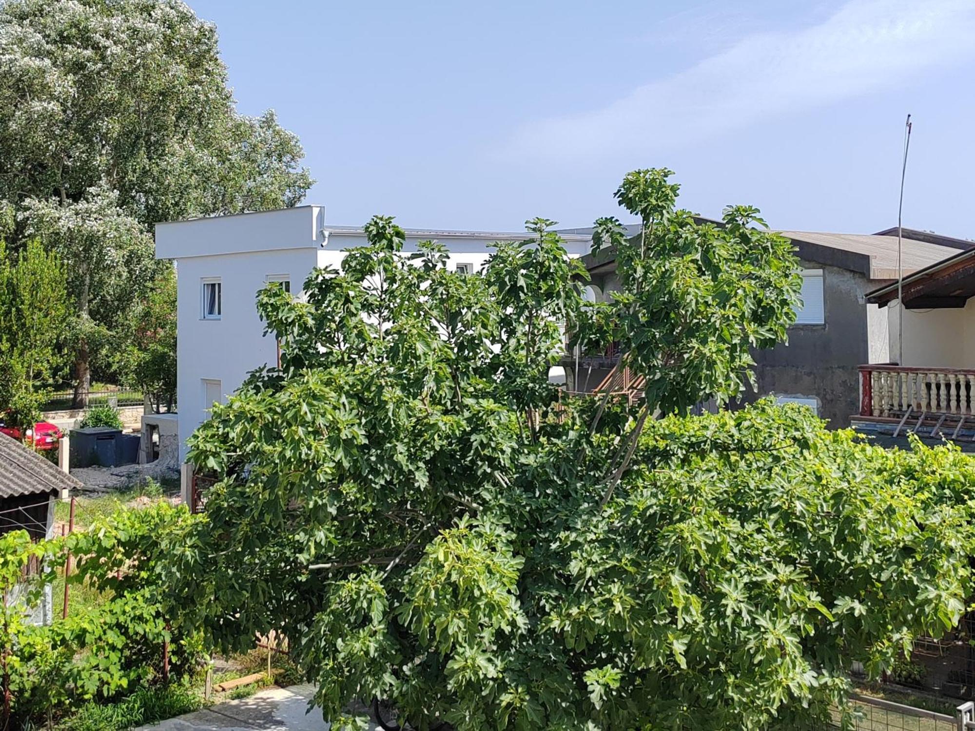 אולסינץ' Vila Goga מראה חיצוני תמונה